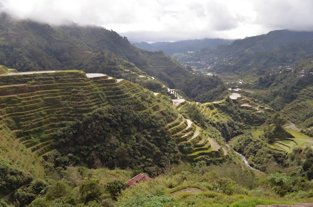 Rice terraces