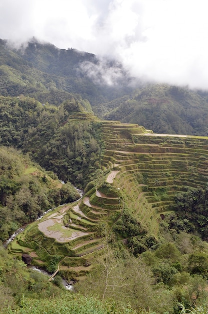 Rice terraces