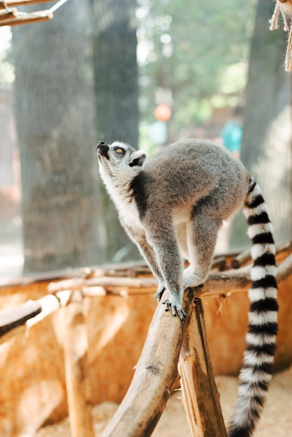 Free Photo ring-tailed lemur standing on the tree branch looking up