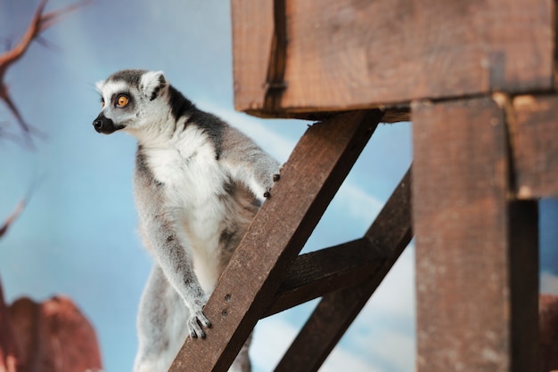 Free photo ring-tailed lemur on wooden ladder