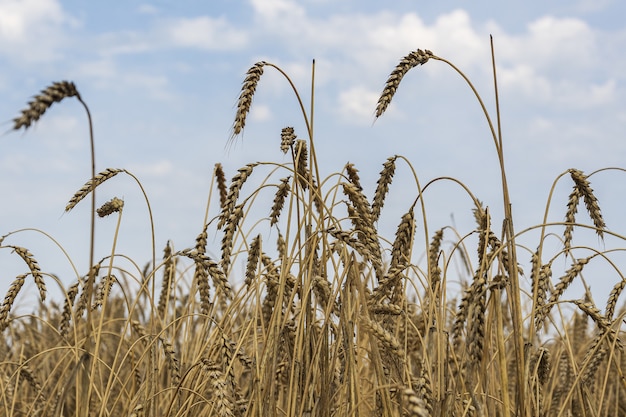 Ripe ears of wheat stand against the background of the summer blue sky.