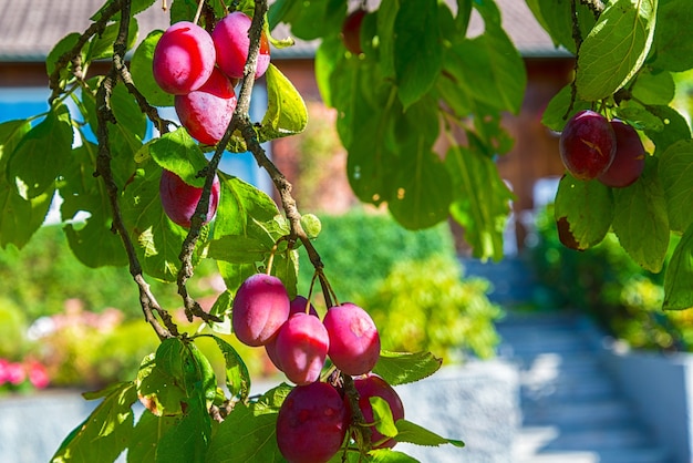 Free photo ripe plums