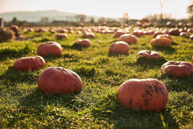 Ripe pumpkins in large pumpkin patch panoramic view of hundreds of orange pumpkins in sunlit field