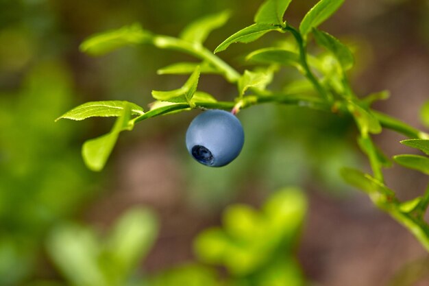 Ripe and ready wild blueberries on the bush - selective focus. Close-up