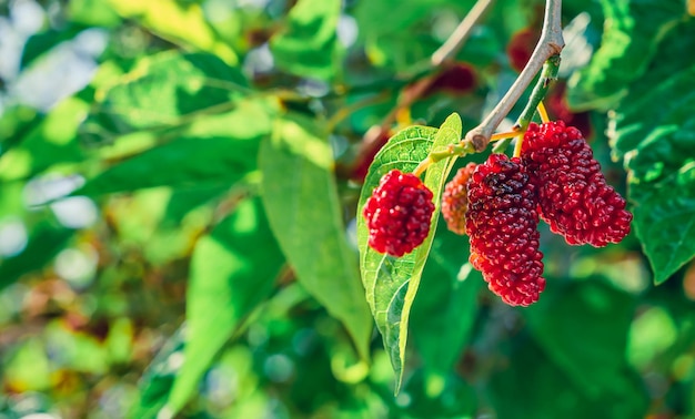 Ripening mulberries on the branches of a tree or a mulberry tree in the sun the first spring berries sing on branches garden farming in the Aegean region of Turkey