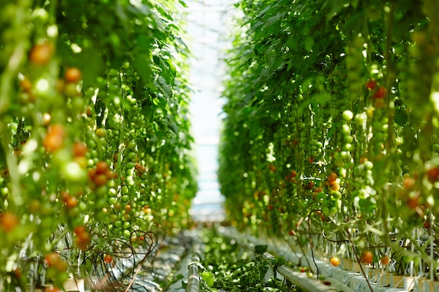 Ripening tomatoes