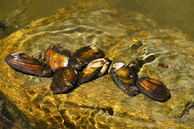 Free photo river clams on the rock in a clean river. anodonta anatina