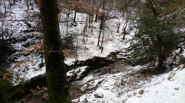 Free photo river flowing through the forest covered in snow