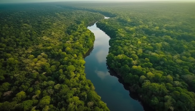 A river runs through the jungle.