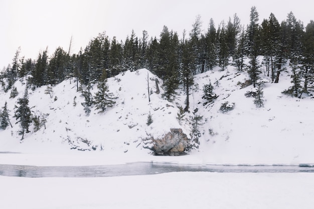 River in snowy forest