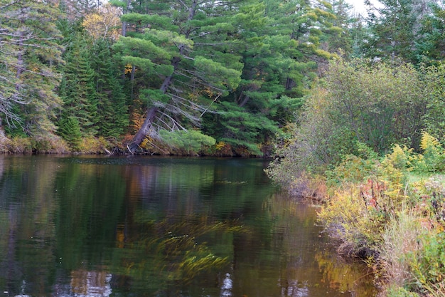 Free photo river surrounded by greenery in the algonquin provincial park in autumn