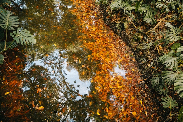 Free Photo river with autumn leaves