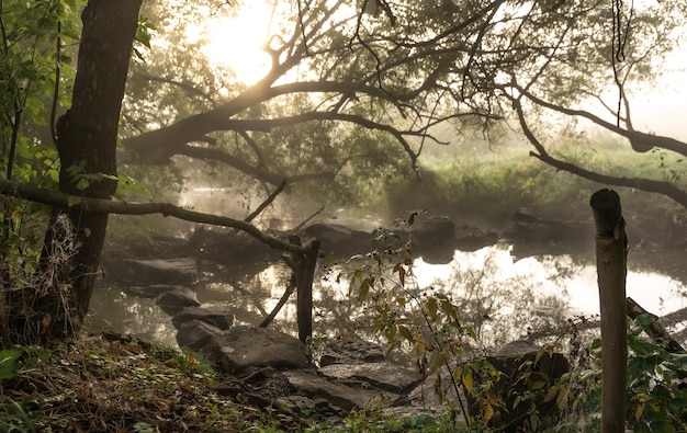 River with rapids in the fog in the forest in an early autumn morning