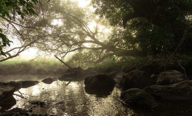 River with rapids in the fog in the forest in the morning at dawn.