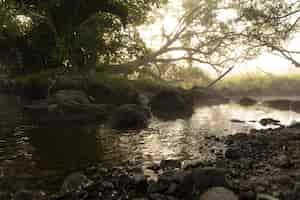 Free photo river with rapids in the fog in the forest in the morning at dawn.