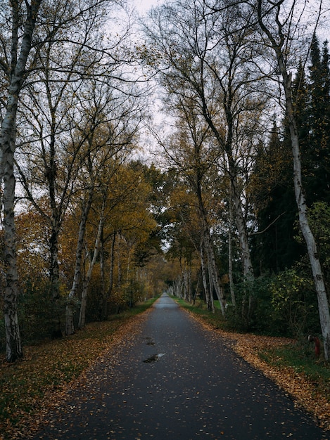 Free Photo road covered in dried leaves surrounded by trees in autumn