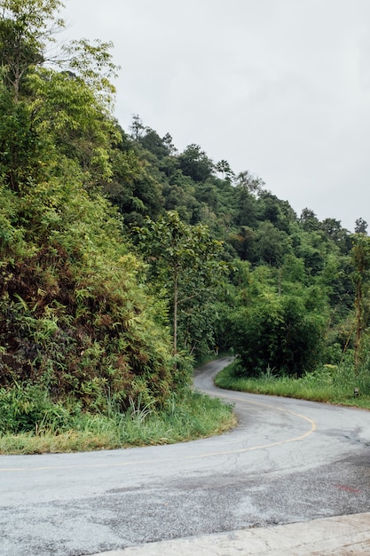 Free Photo road  curve in forest