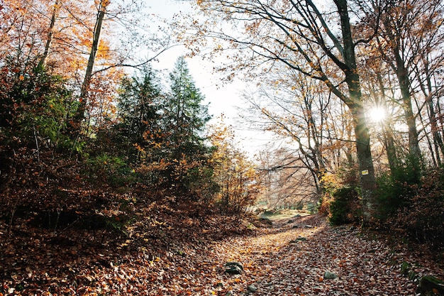 Road on forest in autumn leaves with sunlight