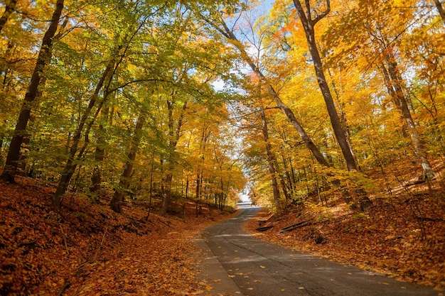 Free Photo road in a forest covered in trees under the sunlight in autumn