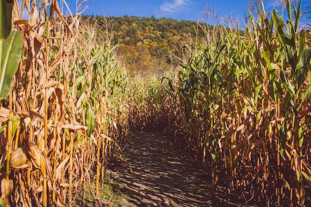 Road in the middle of a sugar cane field on a sunny day with a mountain in the back