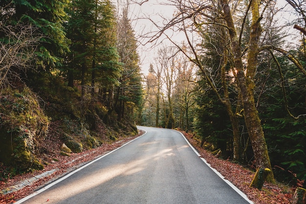 Free photo road surrounded by beautiful trees and plants in the fores