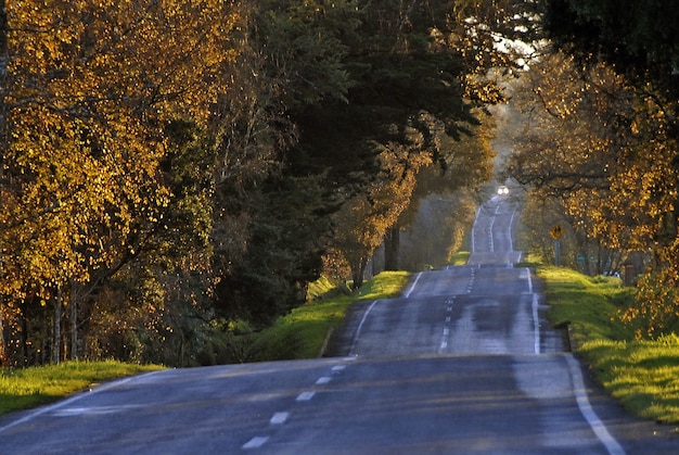 Free photo road surrounded by tall trees captured during autumn in the daytime