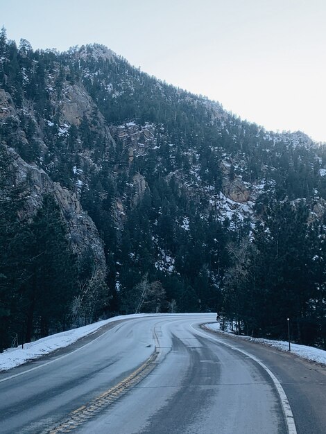 Road surrounded by trees