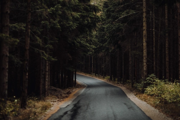 Free Photo road through the spooky mysterious forest