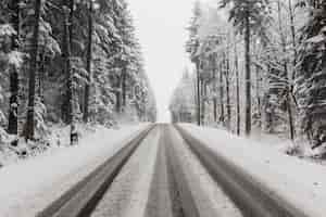 Free photo road through winter forest