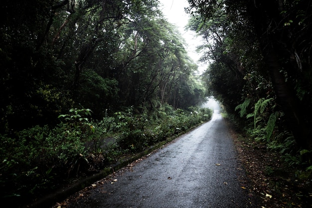 Free Photo road in tropical forest landscape