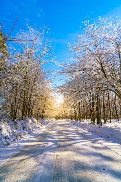 Free Photo road in winter , japan