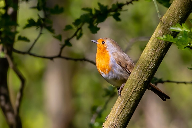 Free Photo robin perched on tree branch