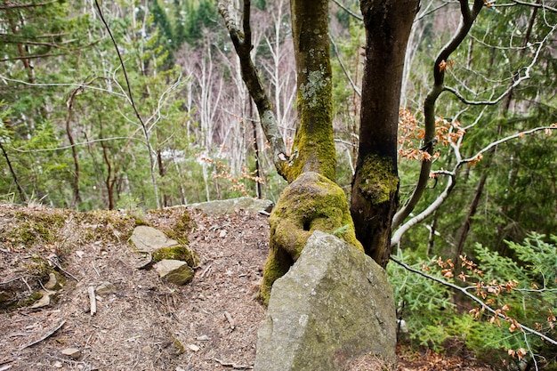 Rocky cliff in green forest at Carpathian mountains