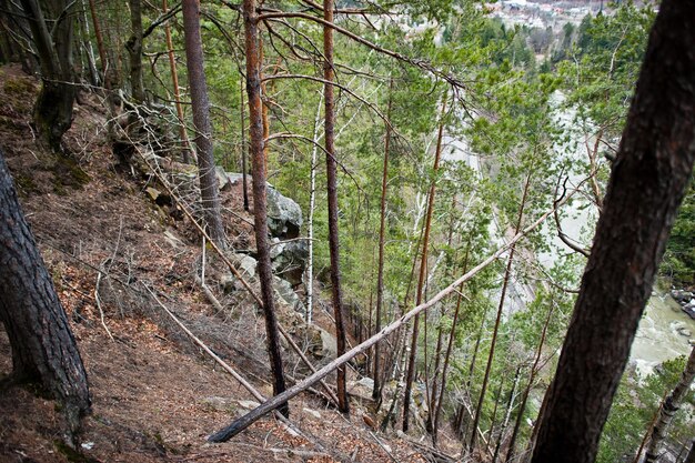 Rocky cliff in green forest at Carpathian mountains