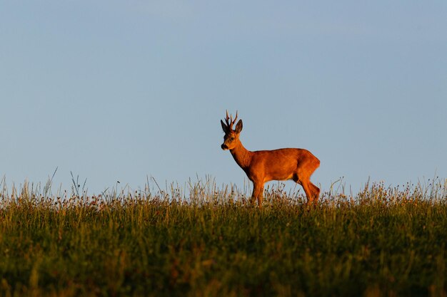 Roe deer male on the magical green grassland, european wildlife, wild animal in the nature habitat, deer rut in czech republic.