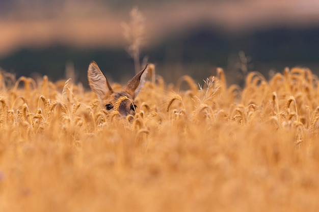 Roe deer male on the magical green grassland, european wildlife, wild animal in the nature habitat, deer rut in czech republic.