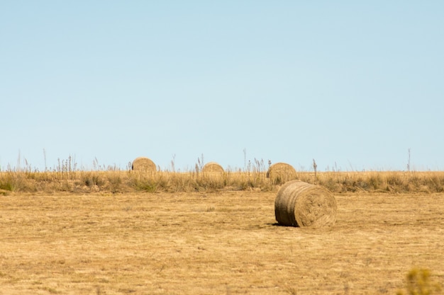 Free photo rolls or bales of hay in a vast open field