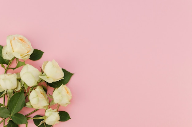 Romantic white roses with copy space