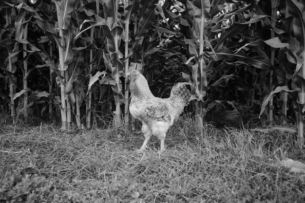 rooster in the cornfield