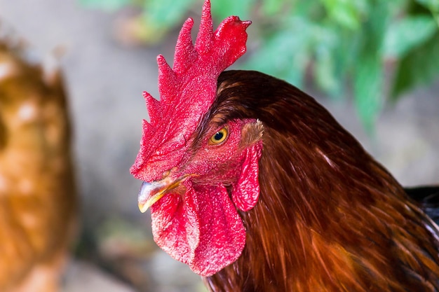 Rooster on a farm