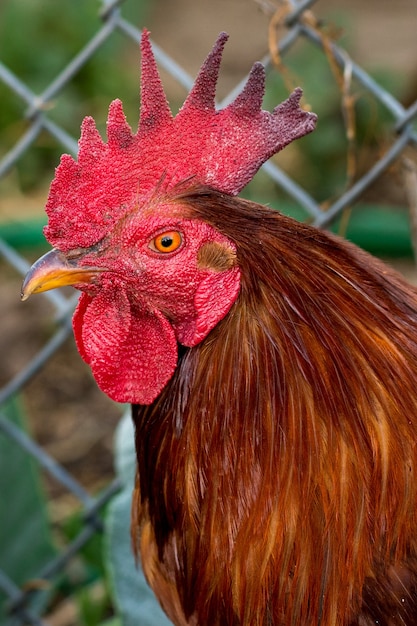 Free Photo rooster on a farm