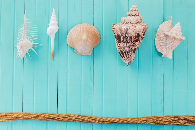 Free photo rope and assortment of seashells