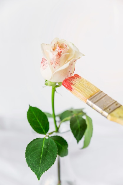 Free Photo rose being painted with brush in red color