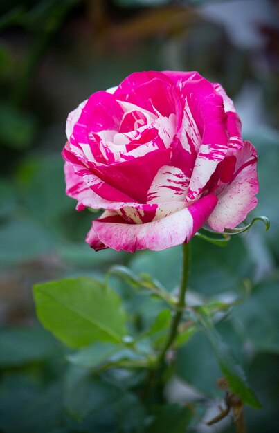 rose flower in a garden