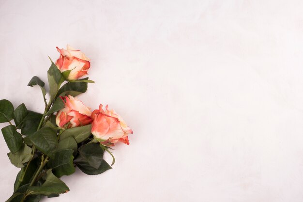 Rose flowers bouquet on white table