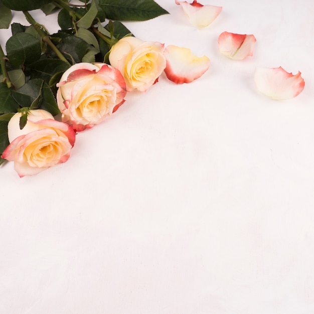 Free Photo rose flowers with petals on white table