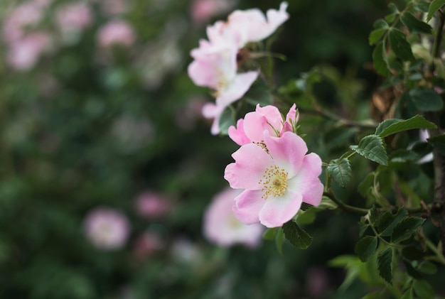 Free photo rose garden over green.