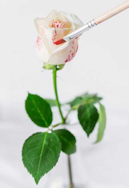 Rose painting with brush in red