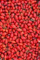 Free photo rosehip bushes healthy fresh red autumn fruits from nature