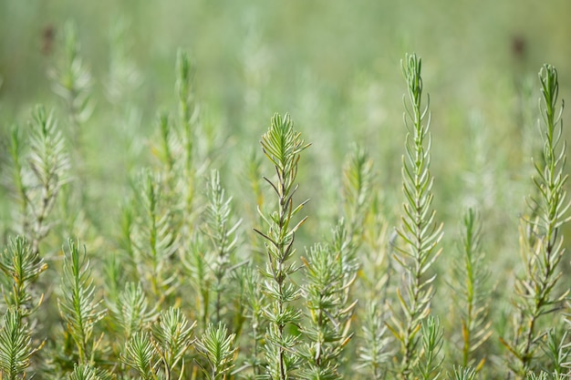 Rosemary plants in nature